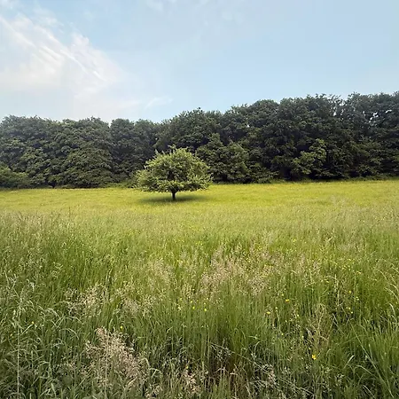 Waldberg Homestay szállás *